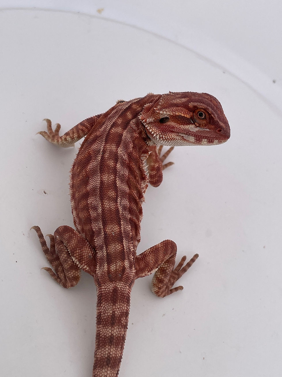 Thumbnail: Holdback Male Hypo GS  leatherback 100 % Red Monster