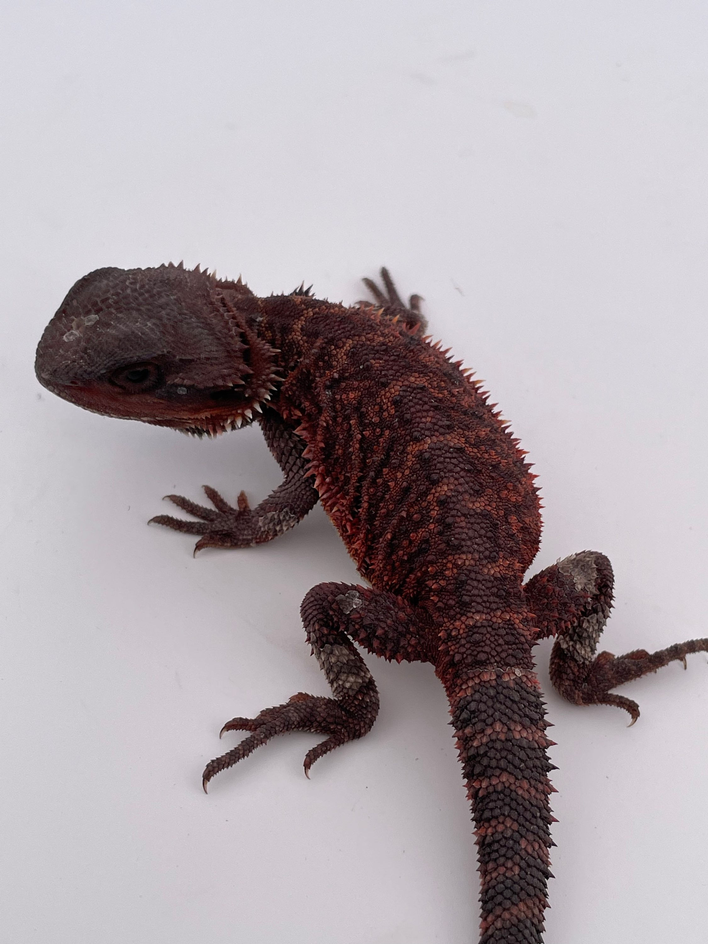 Male trans het  hypo 100% Red Monster 