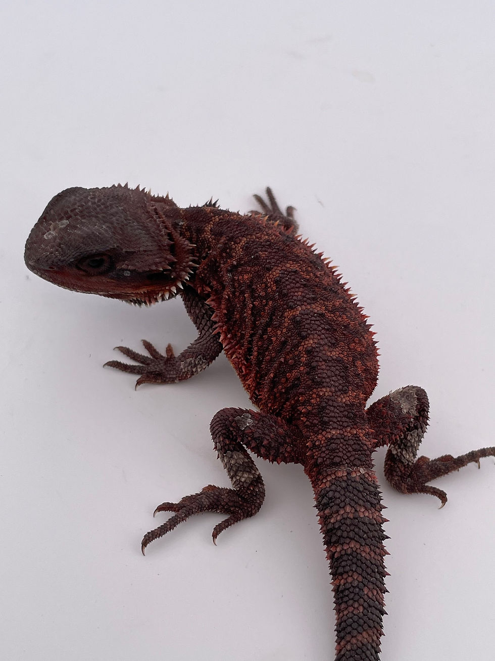 Thumbnail: Male trans het  hypo 100% Red Monster 