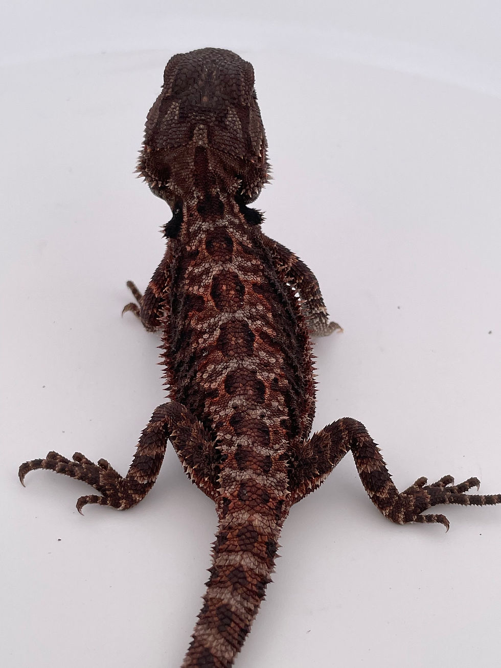 Thumbnail: Female Double Het 100% Red Monster holdback 