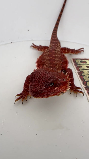 Thumbnail: Female double het  100% Red Monster