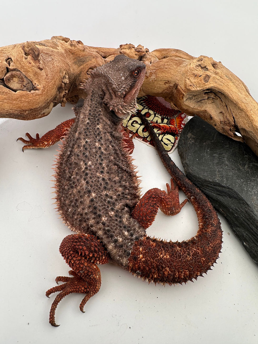 Thumbnail: Male Dunner GS pos het trans/hypo( 100% Red Monster) 