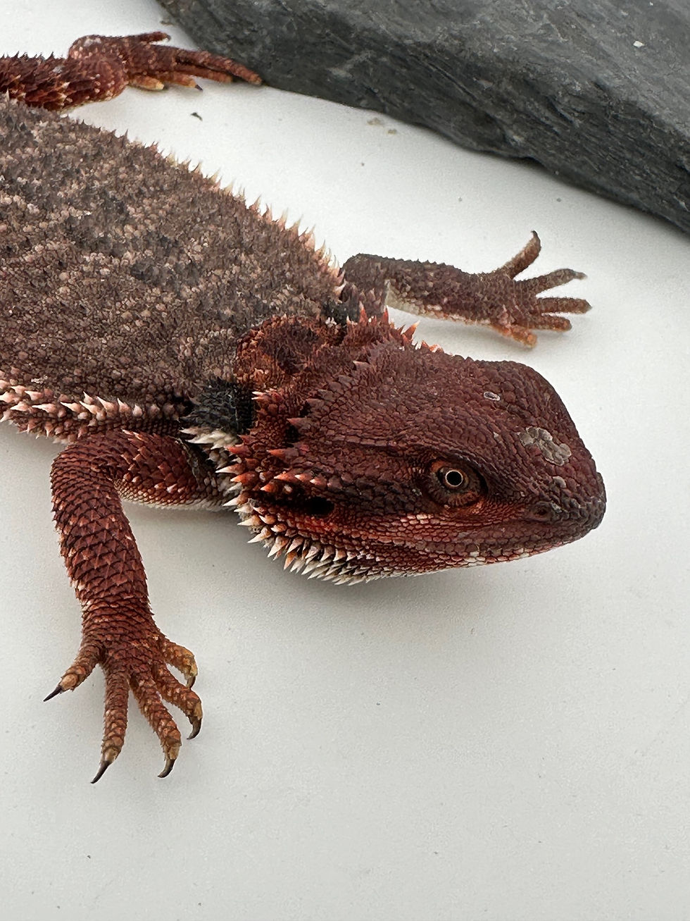 Thumbnail: Male Double het (100% Red Monster) 