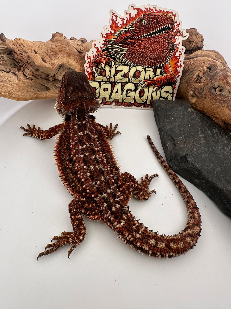 Thumbnail: Female Dunner GS  ( 100% Red Monster) 