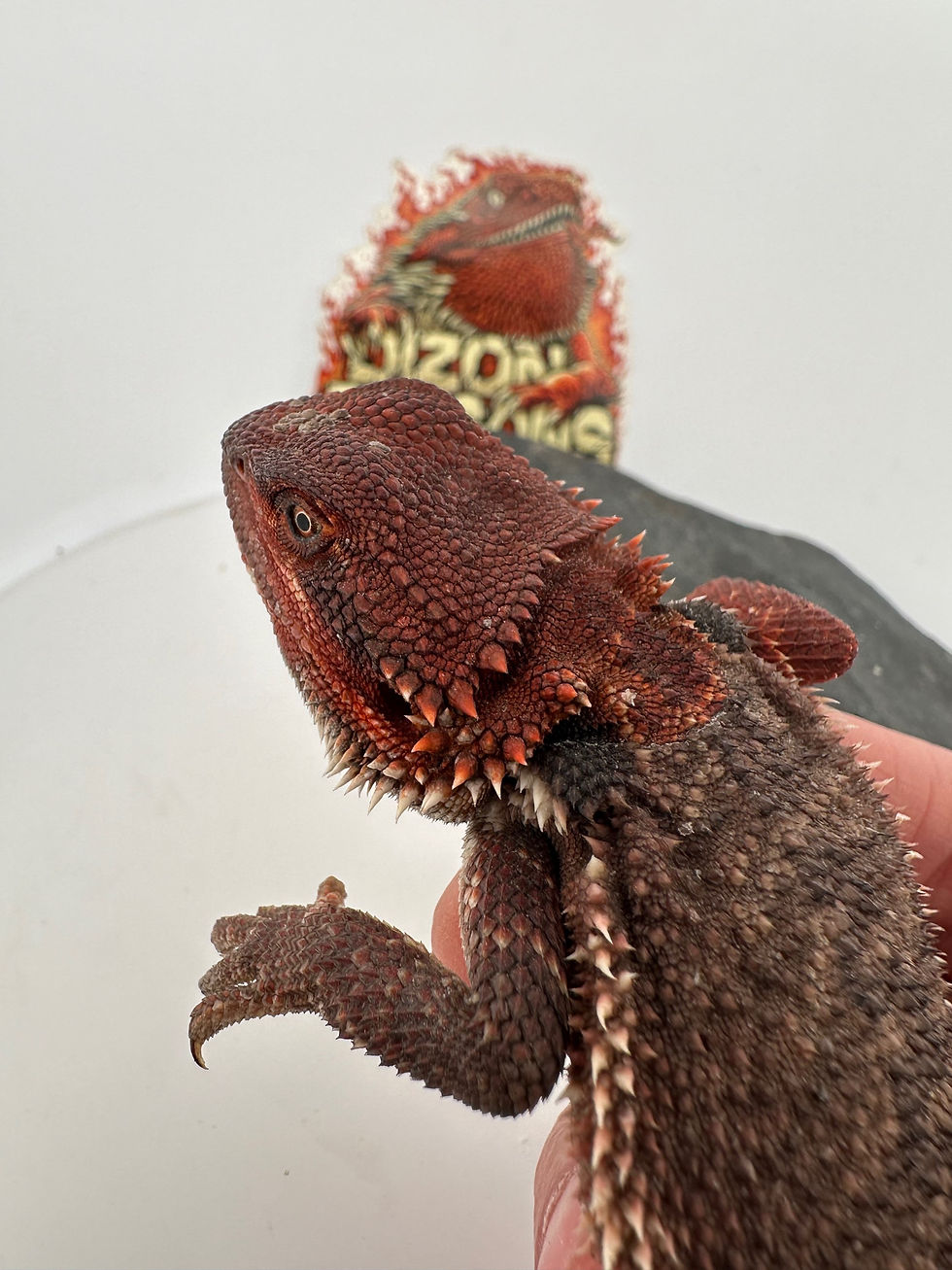 Thumbnail: Male Double het (100% Red Monster) 