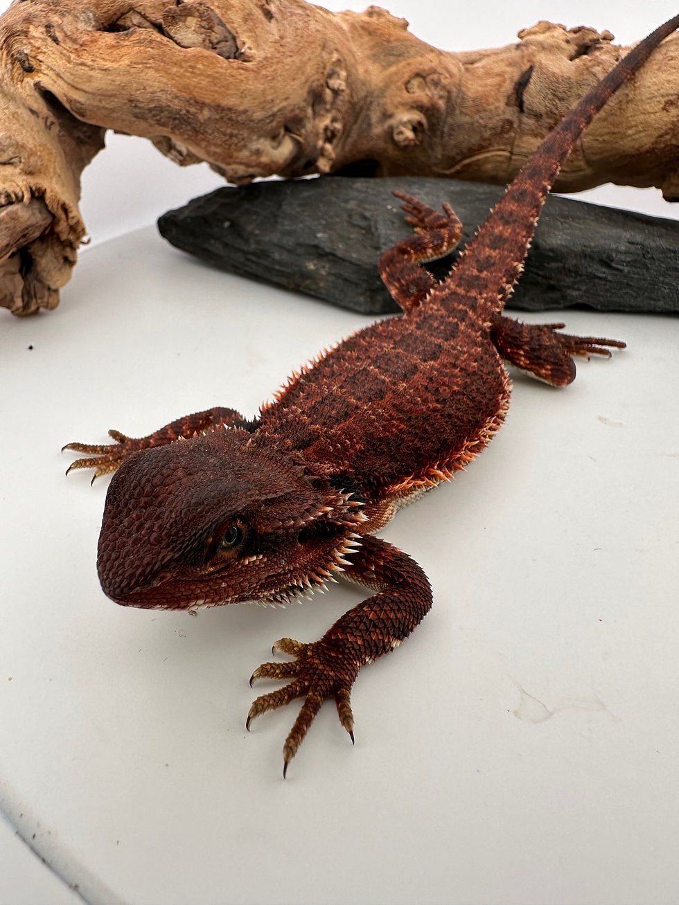 Thumbnail: Female double het 100% Red Monster 