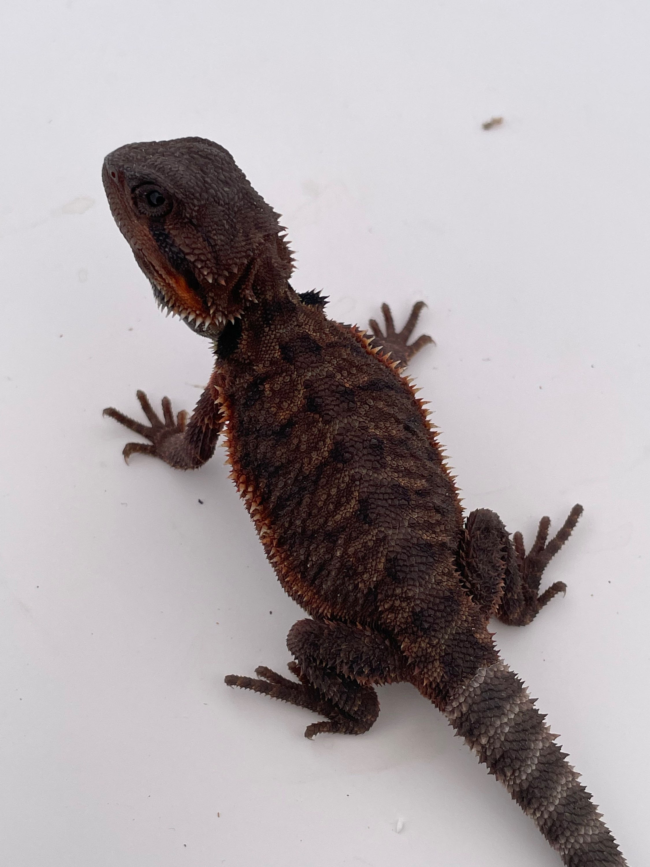 Male Trans het hypo 100% Red Monster 