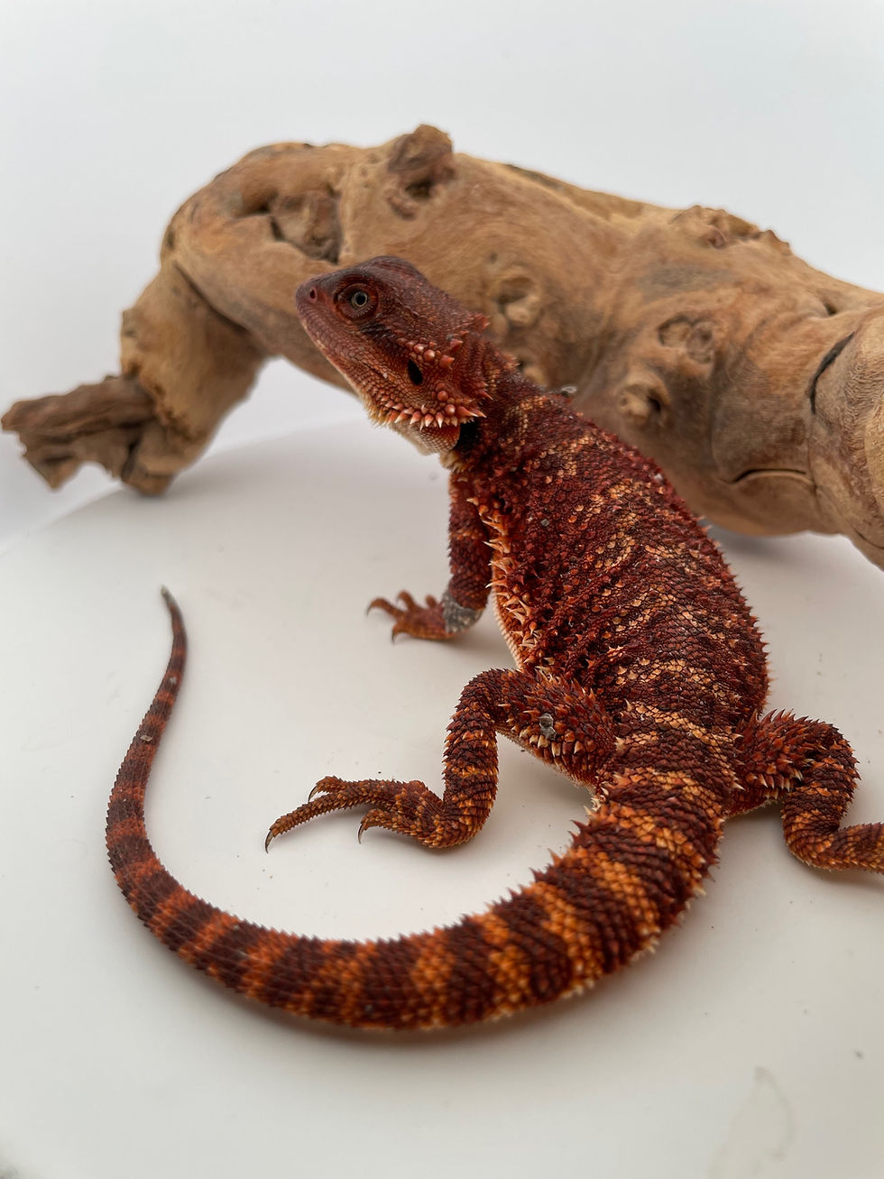 Thumbnail: Male Double het 100% Red Monster 