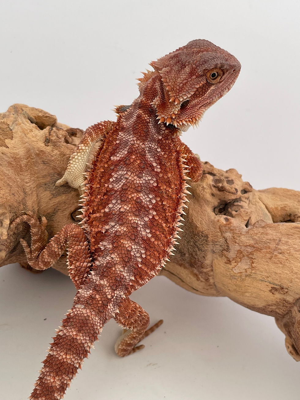Thumbnail: Female Hypo Tiger het Trans pos GS 💯 % Red Monster