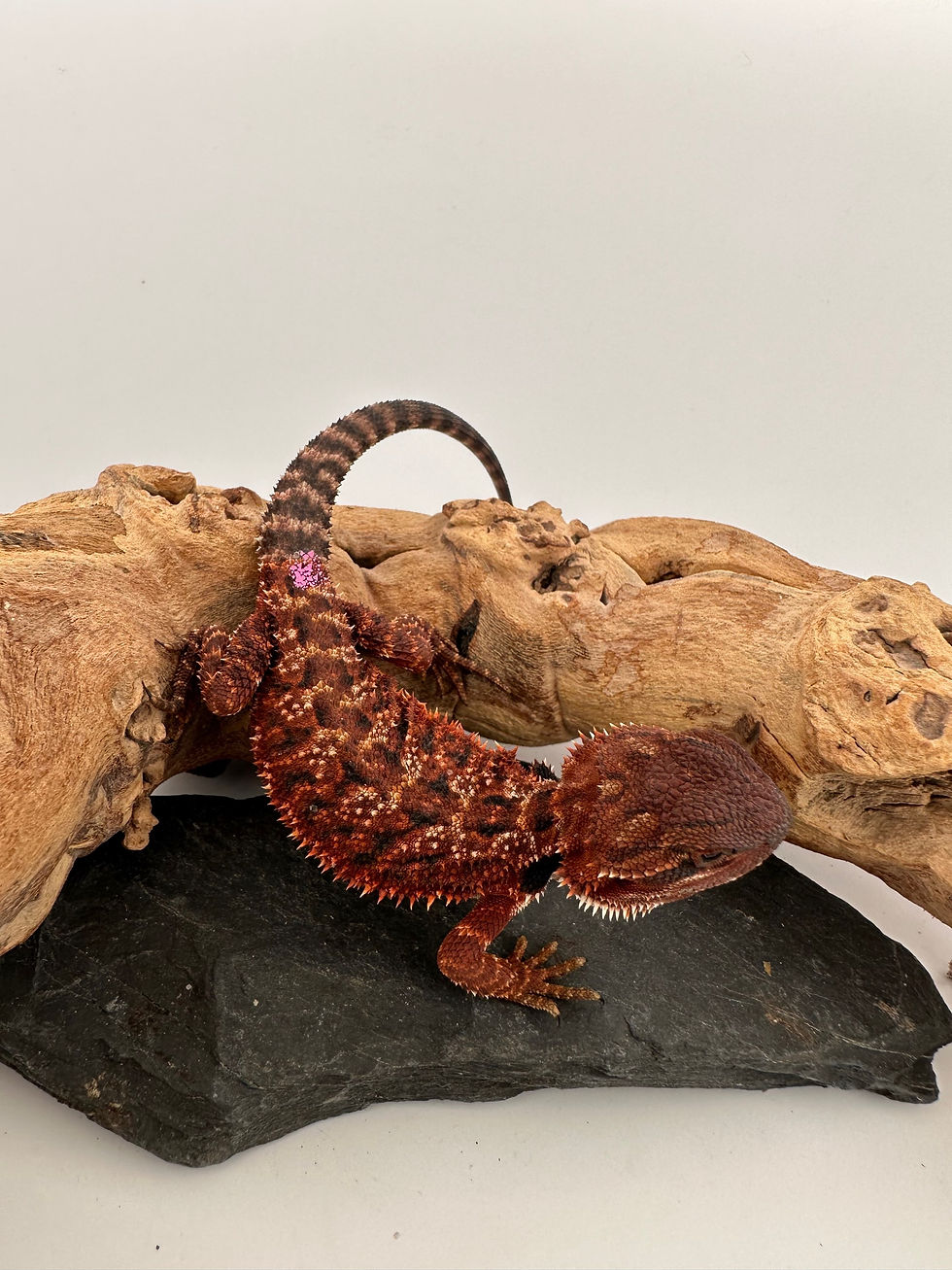 Female double het 100% Red Monster 