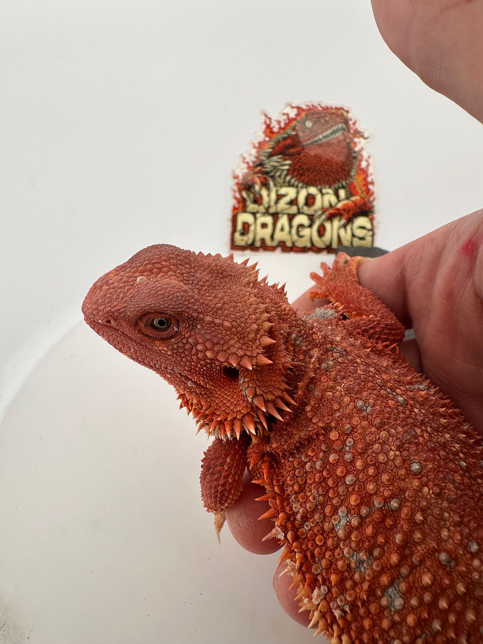 Thumbnail: Female Hypo Dunner   (100% Red Monster) 