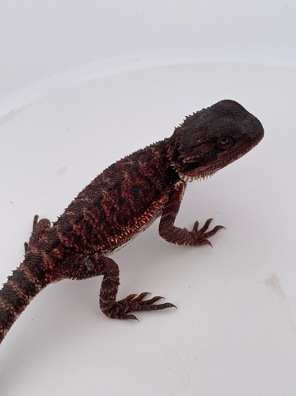 Thumbnail: Holdback Dark double het male (100% Red Monster)