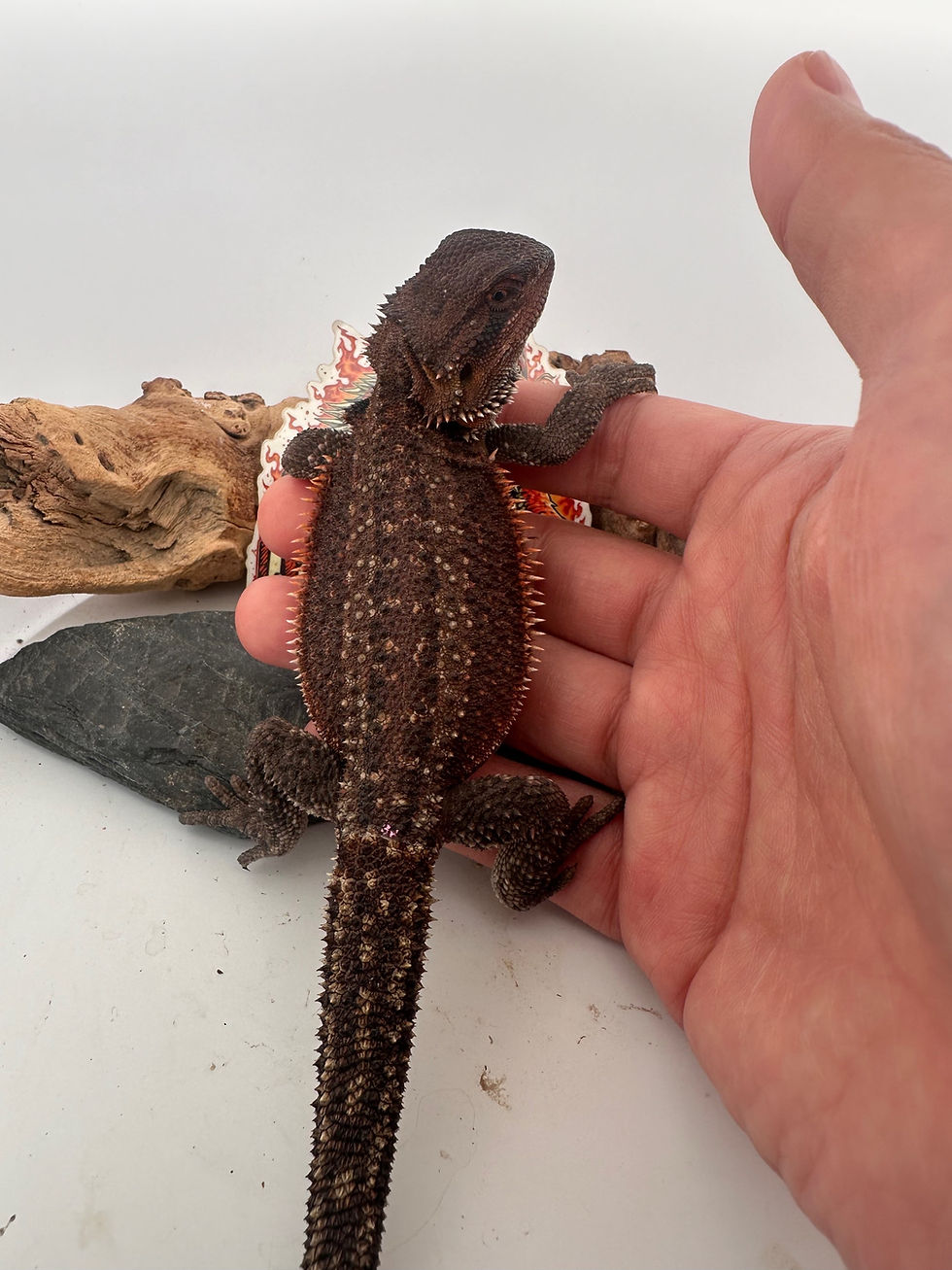 Thumbnail: Female Dunner GS pos het trans/hypo( 100% Red Monster) 