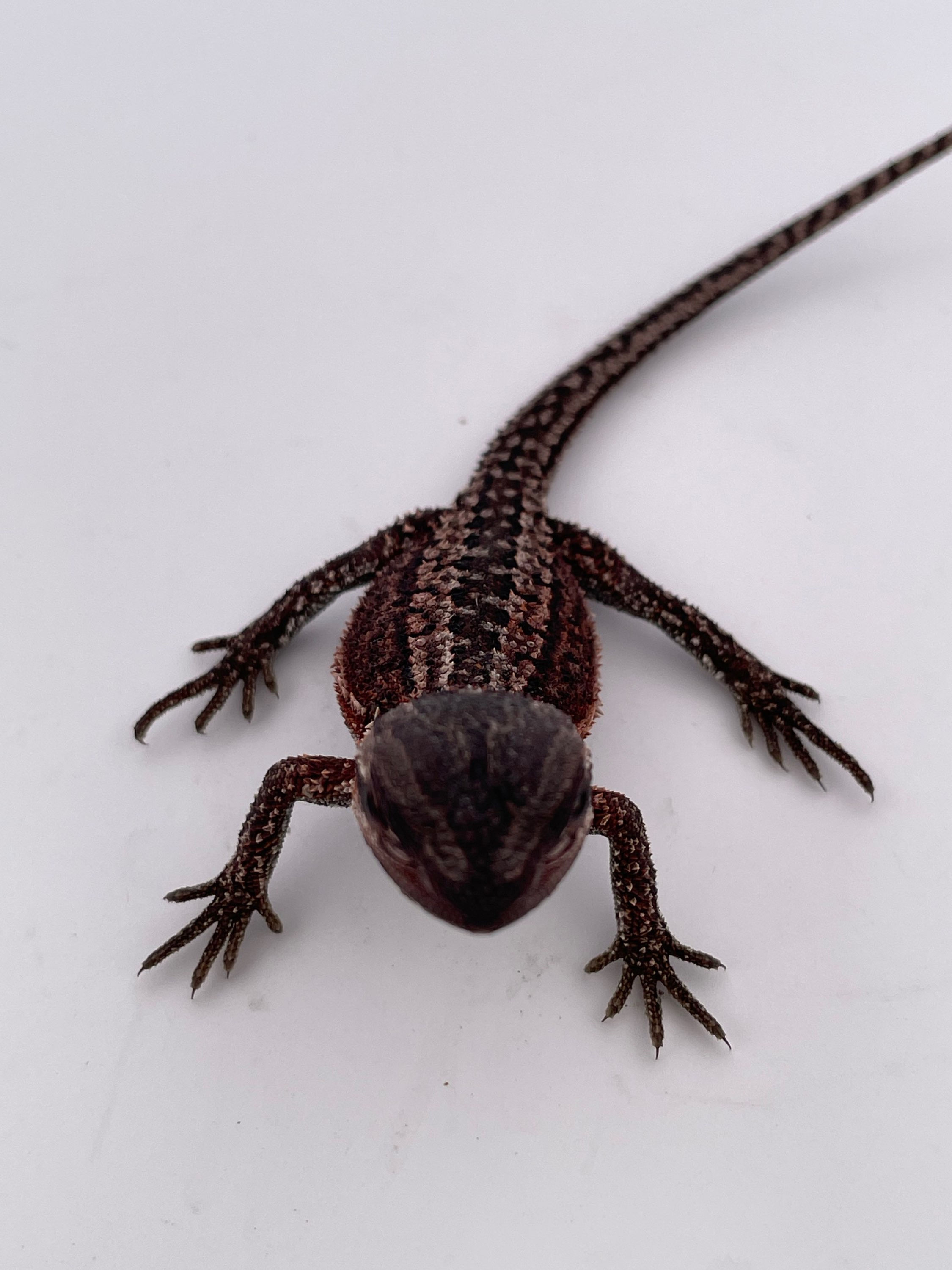 Dark Dunner 100 % Red Monster