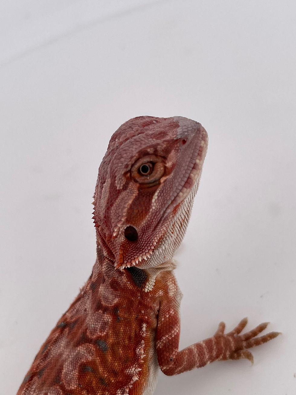 Thumbnail: Male Tiger Hypo Leather back het trans 