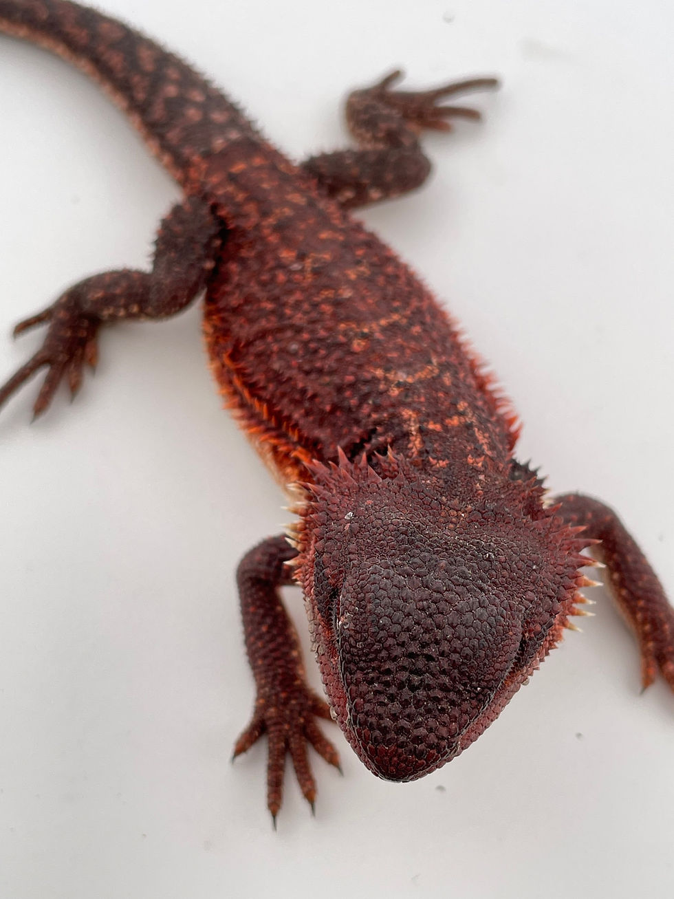 Thumbnail: HoldBack Male Dark double het Dunner 