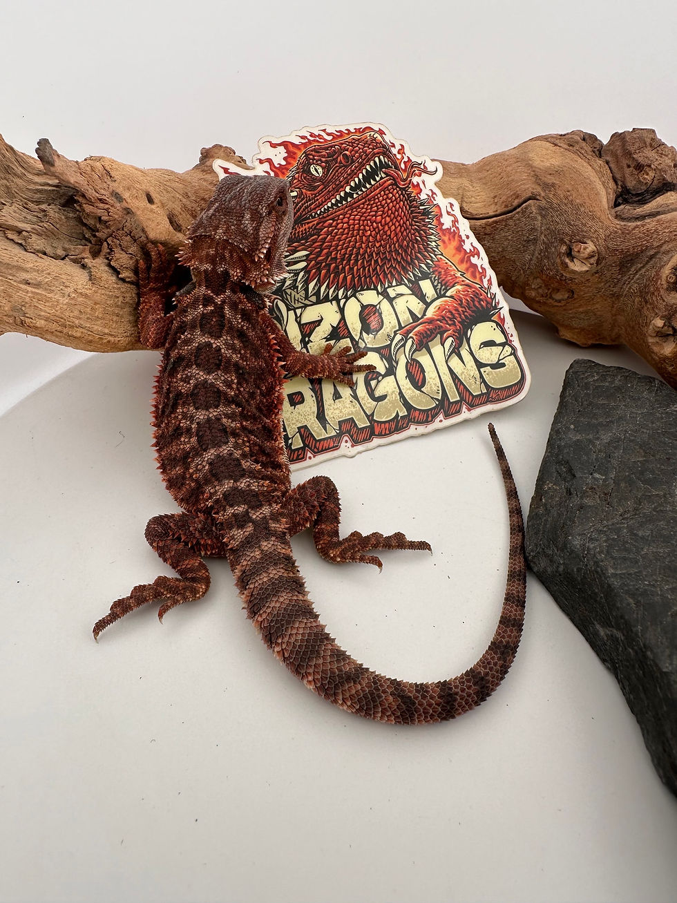 Thumbnail: Holdback Hypo Male het trans (100% Red Monster) 