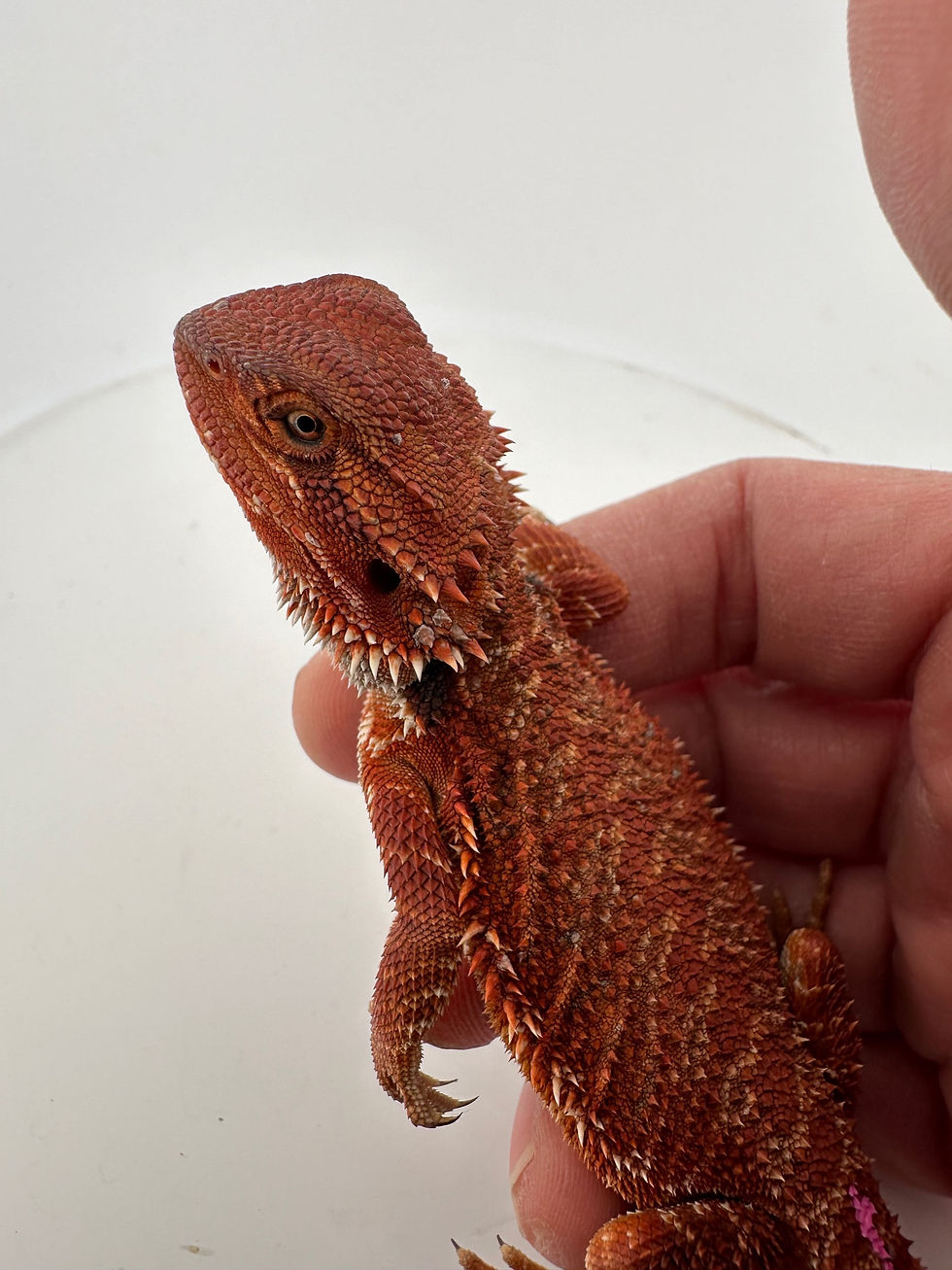 Thumbnail: Female Double het (100% Red Monster) 