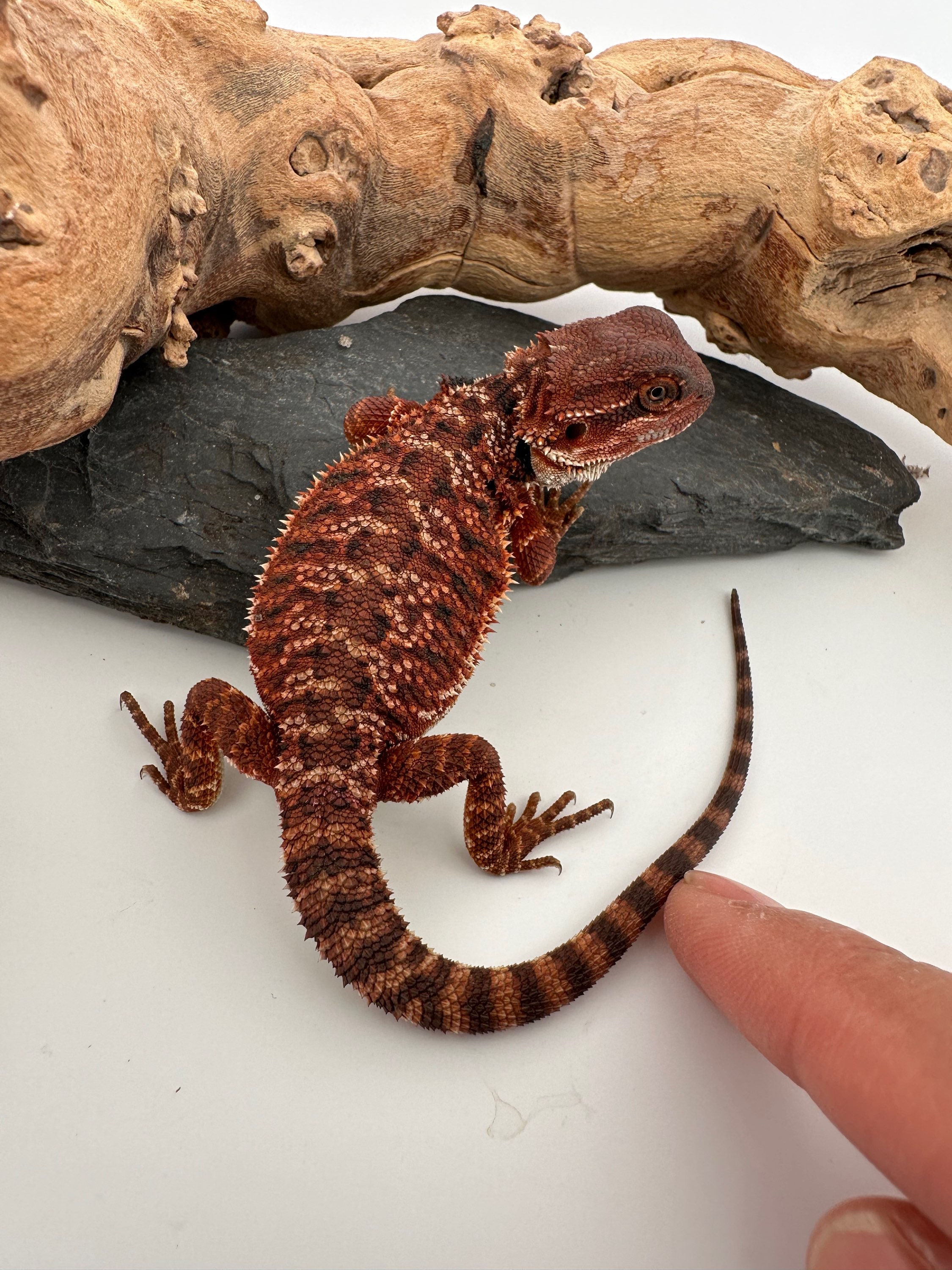 Female double het 100% Red Monster 