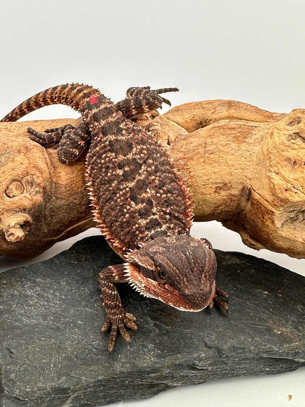 Thumbnail: Female double het 100% Red Monster 