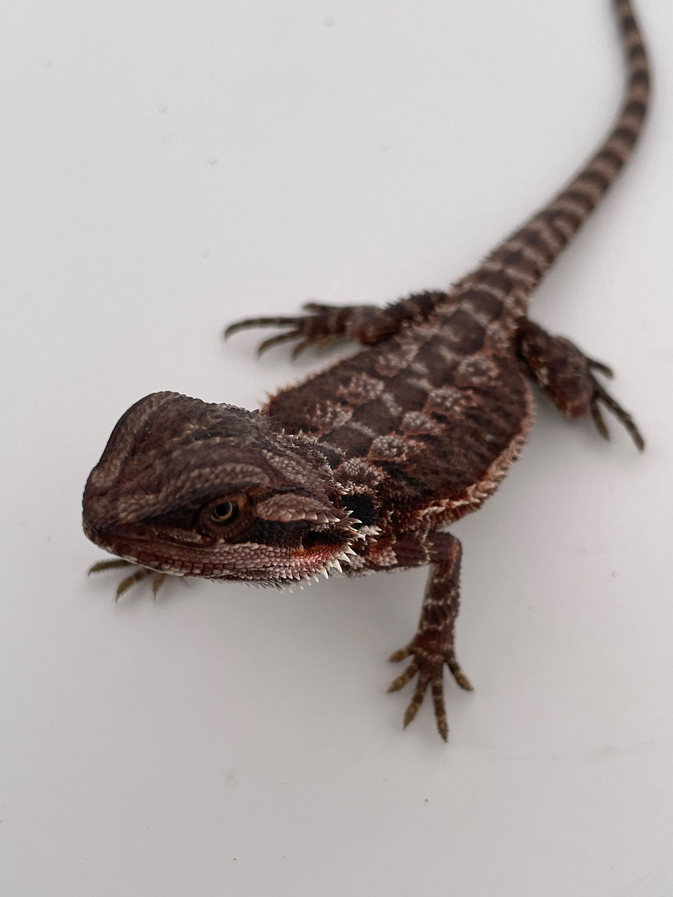 Thumbnail: Female Double Het 100% Red Monster