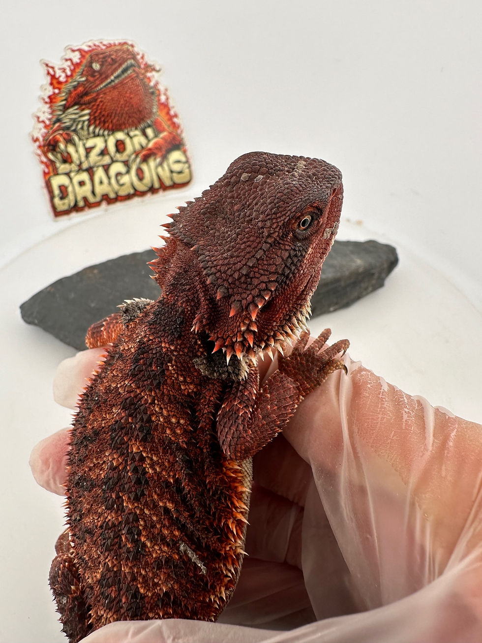 Thumbnail: Male Double het (100% Red Monster) 