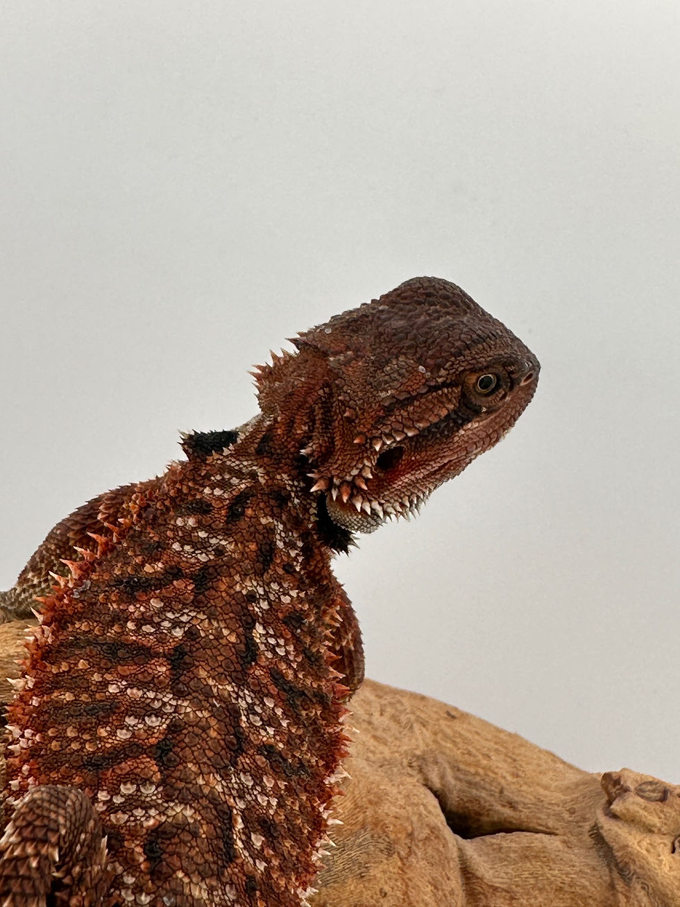 Thumbnail: Male double het 100% Red Monster 