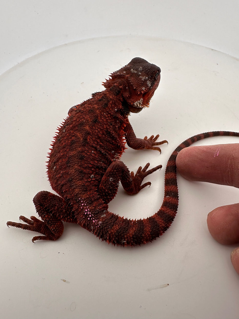 Thumbnail: Female  Trans het hypo 100% Red Monster
