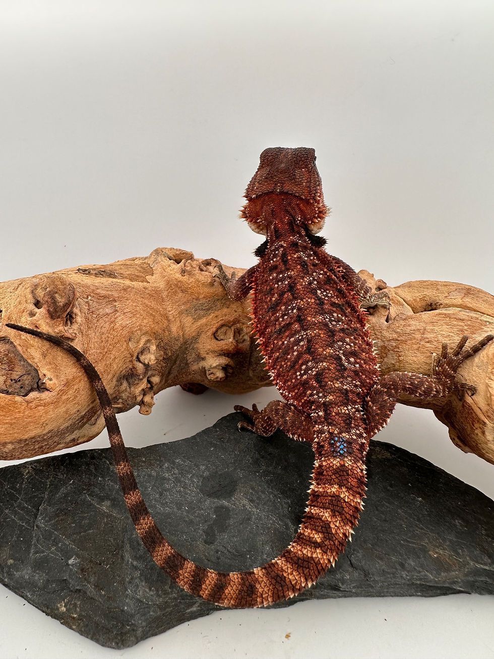 Thumbnail: Male double het 100% Red Monster 