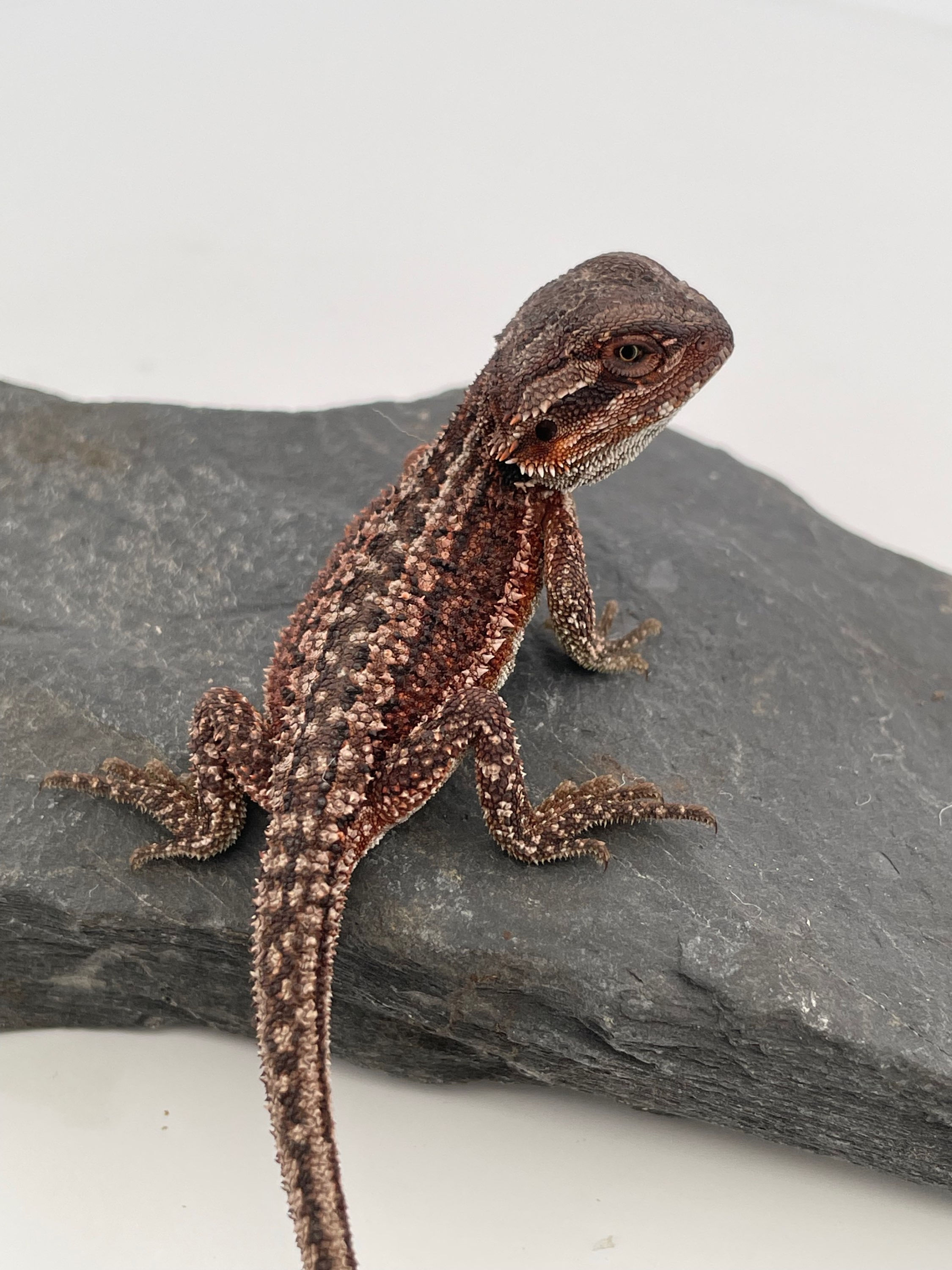 Copy of Dark Dunner 100 % Red Monster