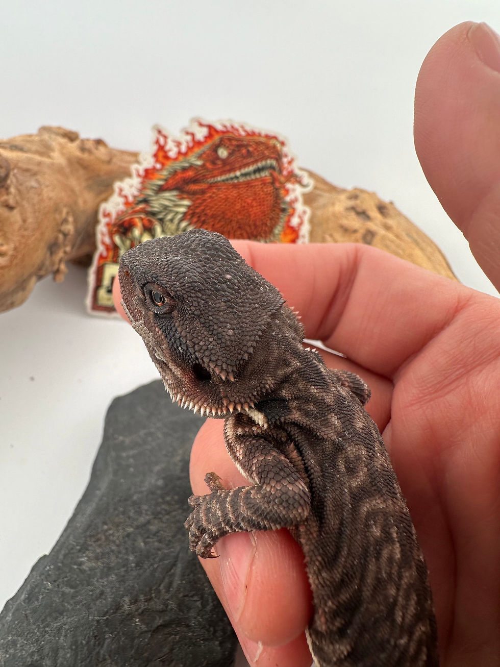 Thumbnail: Female Dark leatherback Tiger pos het hypo/trans ( 100% Red Monster) 