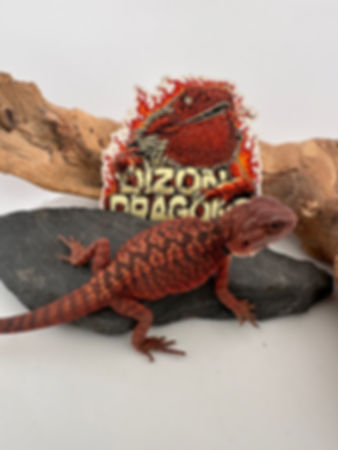 Hold Back Male hypo  leather pos het trans ( 100% Red Monster) 