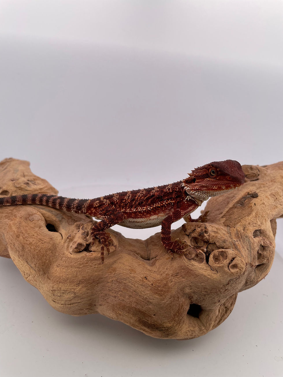 Thumbnail: Female Double Het 100% Red Monster 