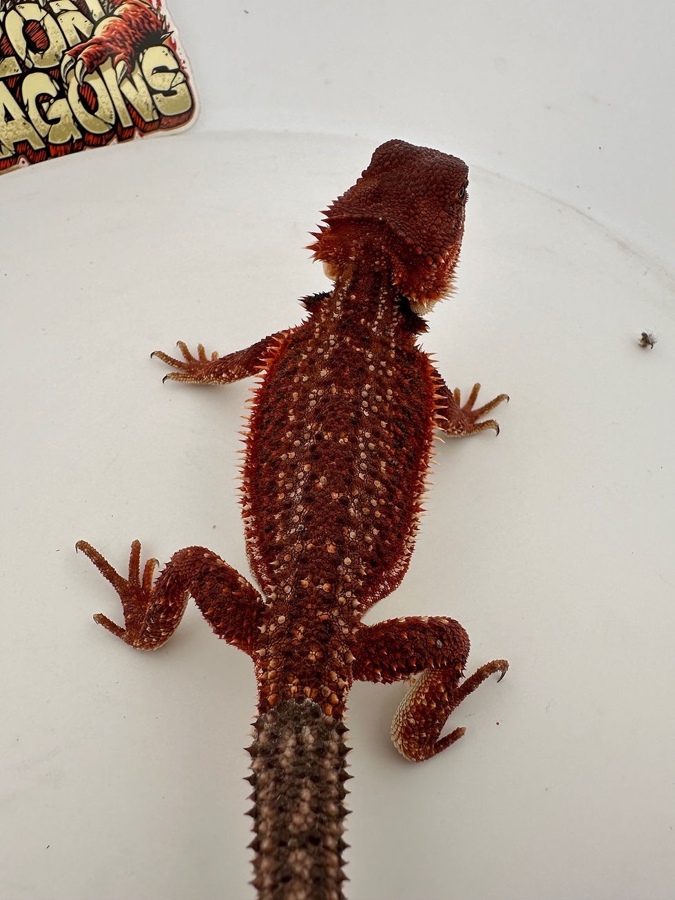 Thumbnail: Holdback Male Dunner GS   (100% Red Monster) 