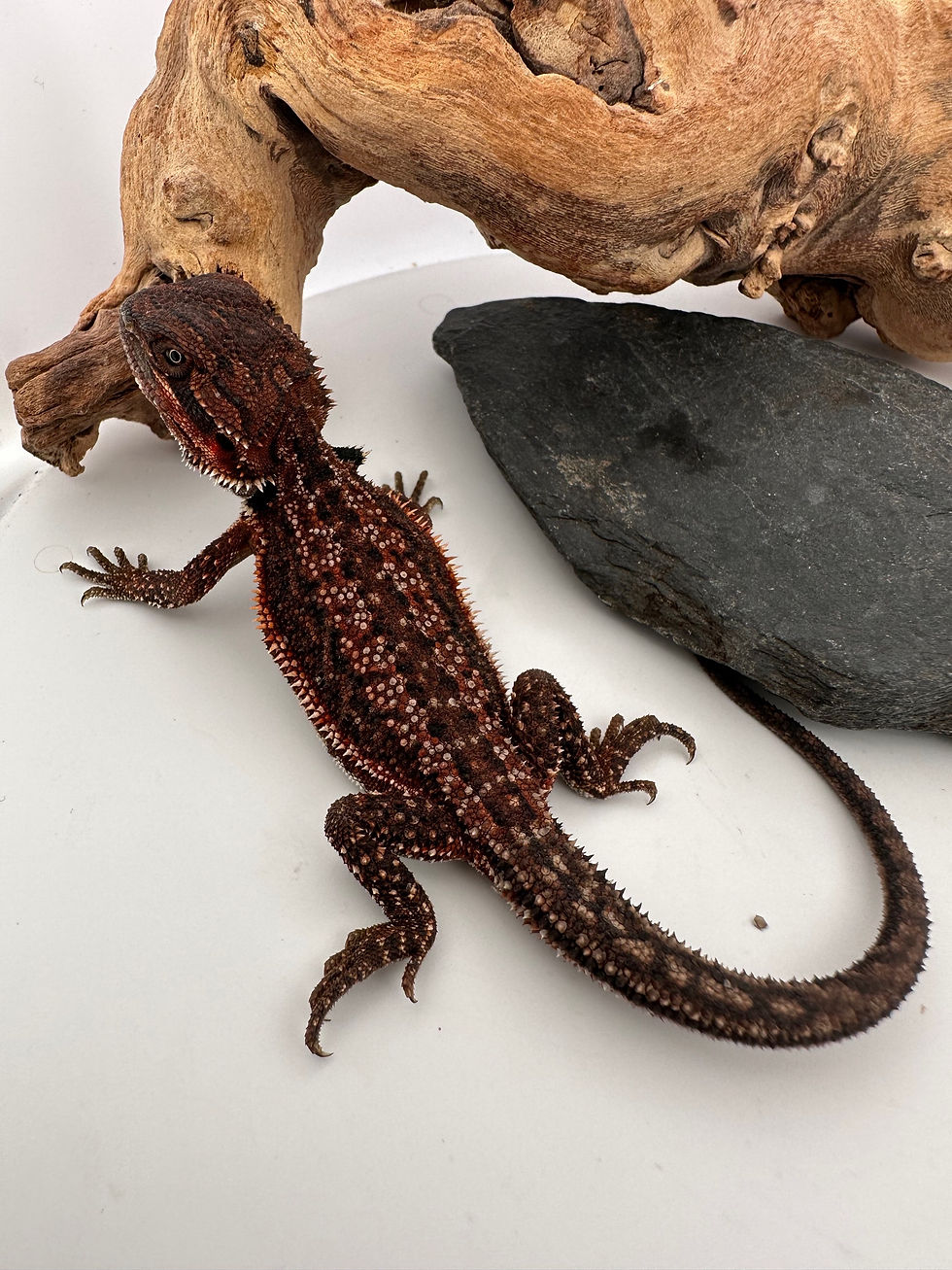 Thumbnail: Female Dark Dunner double het 100% Red Monster a