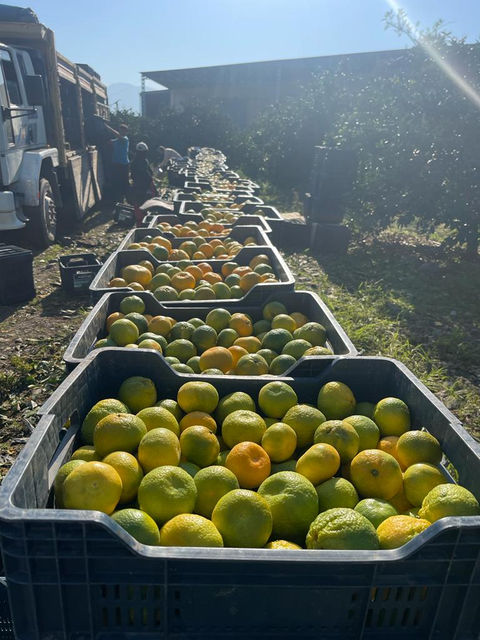 Agromakri Fruits and Vegetables from Turkey 25.jpeg
