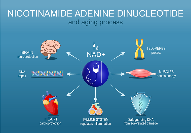 nicotinamide adenine dinucleotide (NAD+) benefits graphic