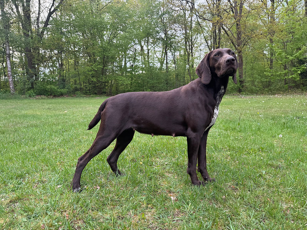 Braune Hündin, Coco, Cora III von Neuarenberg, Deutsch Kurzhaar