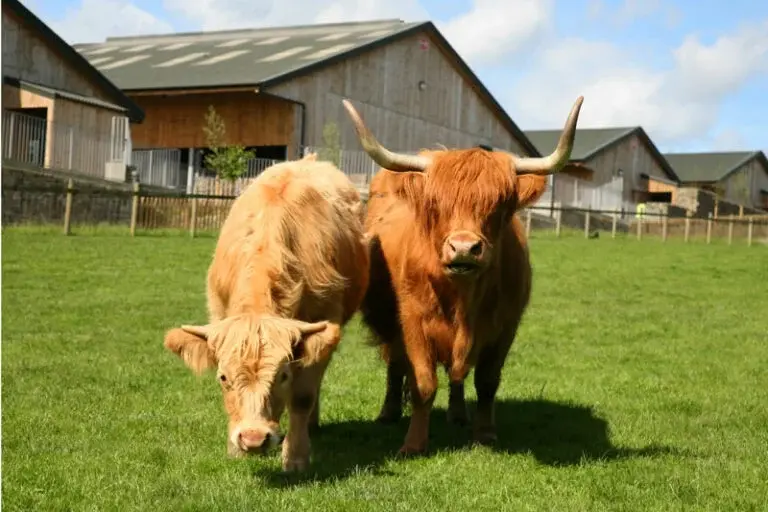 Cannon-Hall-Farm-2-768x512.webp