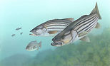 artworkStripedBass.jpeg