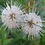 Thumbnail: Buttonbush flowers