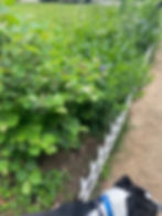 Native perennial garden