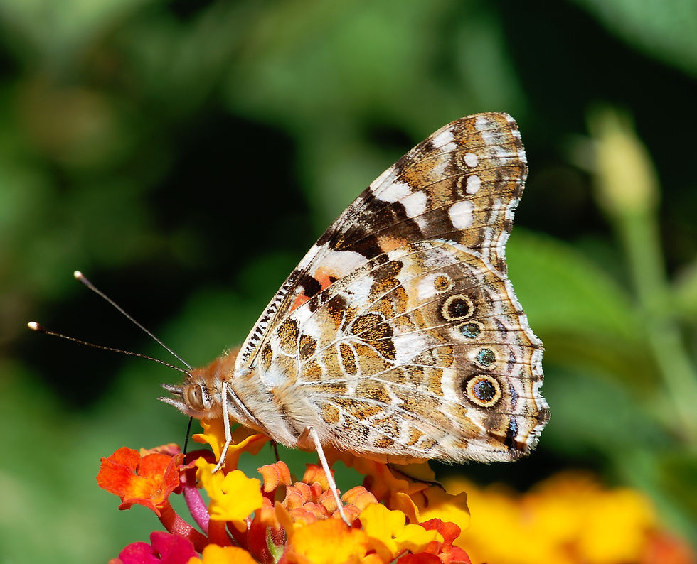 Thumbnail: Painted Lady butterfly