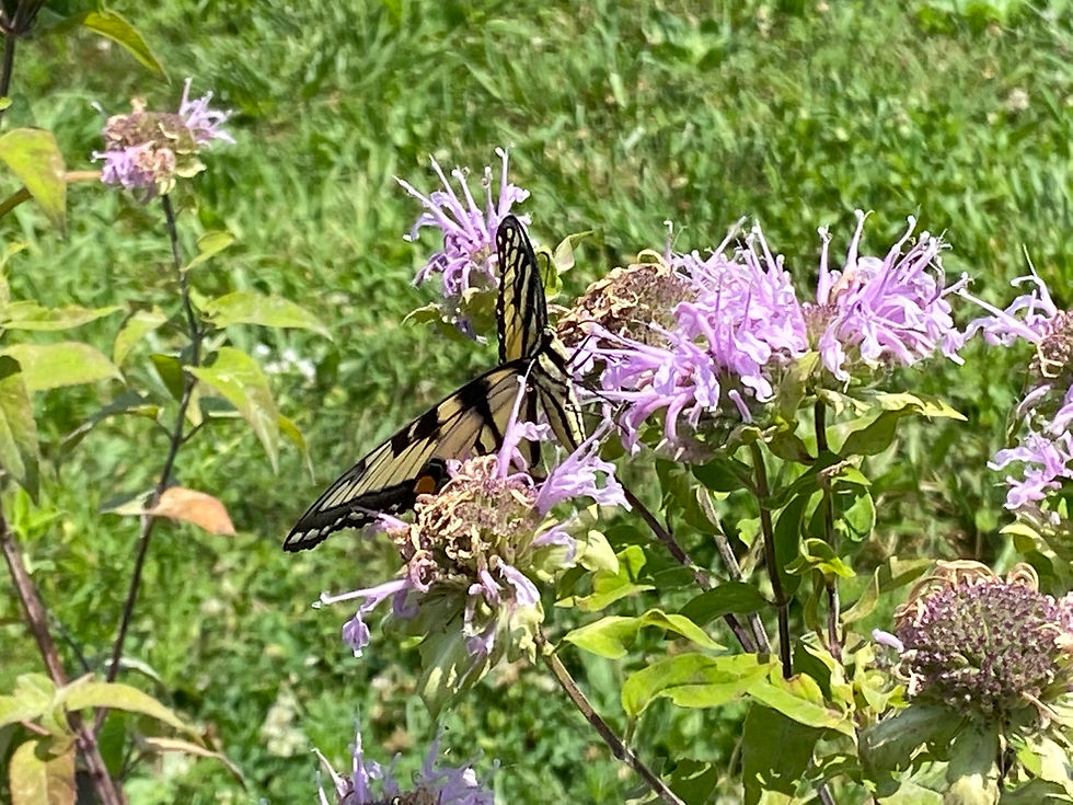 Monarda fistulosa flowers