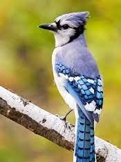 Thumbnail: Blue Jay on tree branch