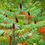 Thumbnail: Rhus typhina (Staghorn Sumac)