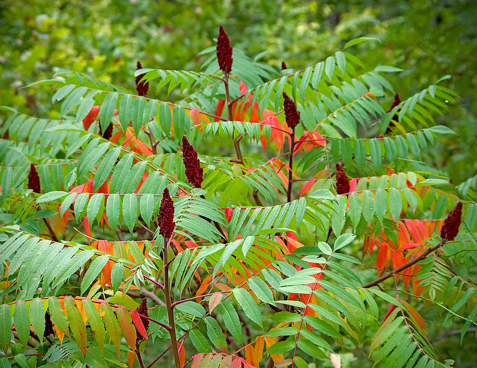 Thumbnail: Rhus typhina (Staghorn Sumac)