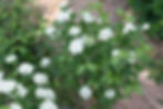 Viburnum dentatum in bloom