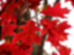 Quercus rubra red fall leaves