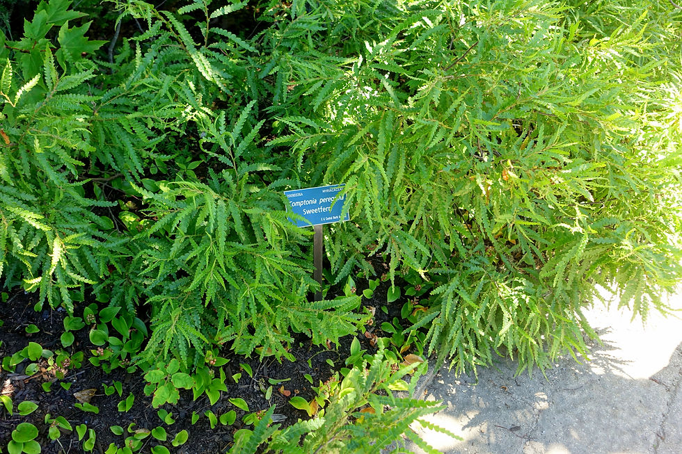 Comptonia peregrina bush